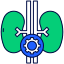 icons8 endocrinology 64 1