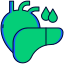 icons8 organs 64